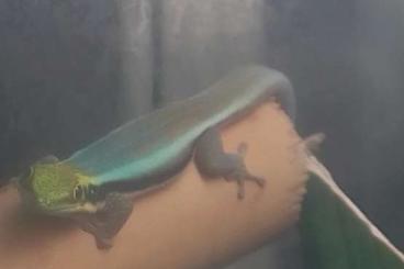 Geckos kaufen und verkaufen Photo: Phelsuma Klemmerie 1.0 (Männchen) 