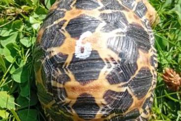 Landschildkröten kaufen und verkaufen Photo: 0.0.5 Astrochelys radiata Landschildkröten kaufen und verkaufen Photo: 0.0.5 Astrochelys radiata