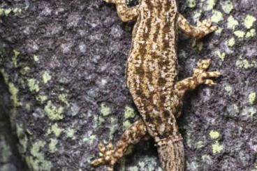 Geckos kaufen und verkaufen Foto: Asiatischer Hausgecko (Hemidactylus frenatus)