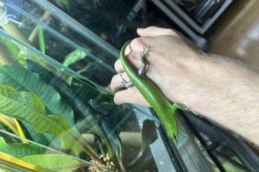 Skinks kaufen und verkaufen Photo: Lamprolepis smaragdina - Grüner Smaragdskink Skinks kaufen und verkaufen Photo: Lamprolepis smaragdina - Grüner Smaragdskink