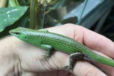 Skinke kaufen und verkaufen Foto: Lamprolepis smaragdina - Baumskink Skinke kaufen und verkaufen Foto: Lamprolepis smaragdina - Baumskink
