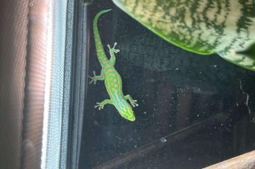 Geckos kaufen und verkaufen Photo: Phelsuma guimbeaui 1.2 Hamm Geckos kaufen und verkaufen Photo: Phelsuma guimbeaui 1.2 Hamm