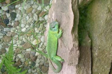 Lizards kaufen und verkaufen Photo: Lacerta bilineata 1,0 westliche Smaragdeidechse Lizards kaufen und verkaufen Photo: Lacerta bilineata 1,0 westliche Smaragdeidechse