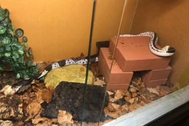 Venomous snakes kaufen und verkaufen Photo: Bitis, Cerastes, Naja adulte Zuchttiere 