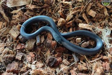 Schlangen kaufen und verkaufen Foto: Mexican Black King Snakes