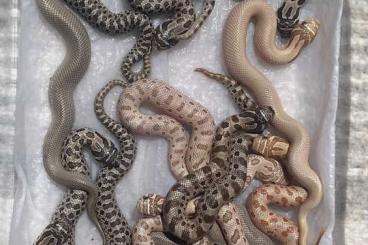Schlangen kaufen und verkaufen Foto: Avaivle Heterodon nasicus 