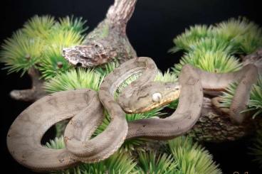 Snakes kaufen und verkaufen Photo: Corallus hortulanus nz 2021