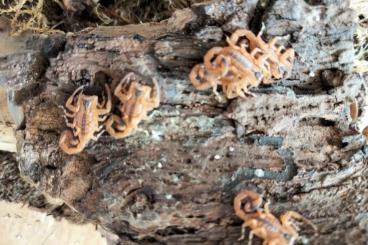Scorpions kaufen und verkaufen Photo: Tityus stigmurus in der Größe von i2