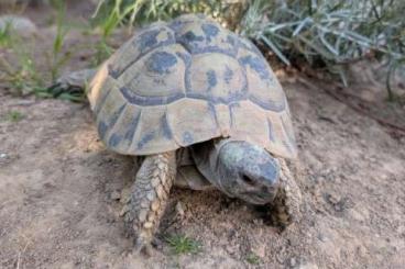 Landschildkröten kaufen und verkaufen Foto: weibliche Griechische Landschildkröte - adultes THB Weibchen Landschildkröten kaufen und verkaufen Foto: weibliche Griechische Landschildkröte - adultes THB Weibchen
