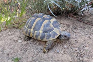 Landschildkröten kaufen und verkaufen Foto: Griechische Landschildkröte Weibchen (NZ 2019) - aus Freilandhaltung Landschildkröten kaufen und verkaufen Foto: Griechische Landschildkröte Weibchen (NZ 2019) - aus Freilandhaltung