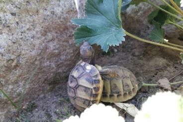 Landschildkröten kaufen und verkaufen Foto: Biete Nachzuchten 2020 der Griechischen Landschildkröte (THB)