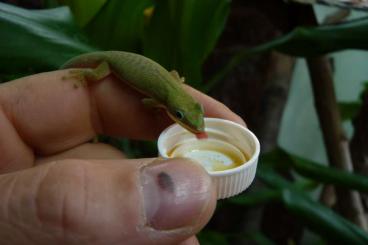 Geckos kaufen und verkaufen Foto: Palmentaggecko Phelsuma dubia