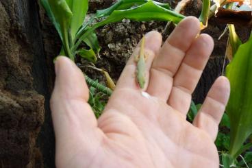 Geckos kaufen und verkaufen Foto: Palmentaggecko Phelsuma dubia 