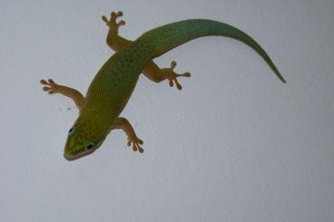 Geckos kaufen und verkaufen Foto: Palmentaggecko Phelsuma dubia