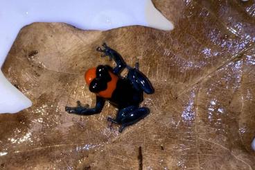 Poison dart frogs kaufen und verkaufen Photo: Ranitomeya benedicta and vanzolinii