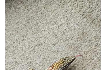 Monitor lizards kaufen und verkaufen Photo: Varanus acanthurus Red Ackies Monitor lizards kaufen und verkaufen Photo: Varanus acanthurus Red Ackies