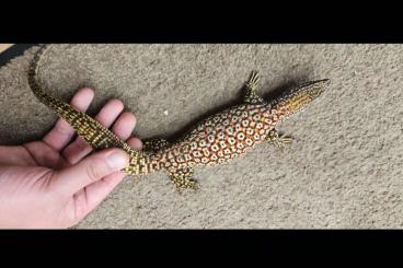 Warane kaufen und verkaufen Foto: Varanus acanthurus Red Ackies Warane kaufen und verkaufen Foto: Varanus acanthurus Red Ackies