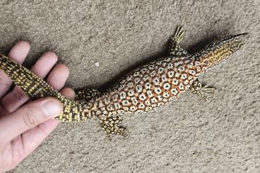 Warane kaufen und verkaufen Foto: Varanus acanthurus Red Ackie Warane kaufen und verkaufen Foto: Varanus acanthurus Red Ackie