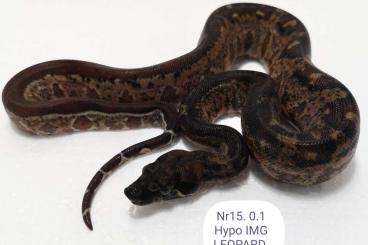 Boas kaufen und verkaufen Foto: Hypo IMG LEOPARD 50%het Kahl albino 