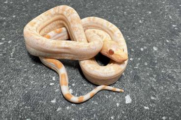 Boas kaufen und verkaufen Photo: Albino leopard kahl baby 2023