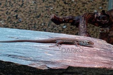 other lizards kaufen und verkaufen Photo: 0.0.3 podarcis sicula paulae CB 2023 
