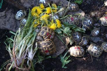 Landschildkröten kaufen und verkaufen Foto: Griechische Landschildkröten - Testudo hermanni boettgeri  NZ 2021