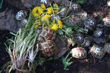 Schildkröten  kaufen und verkaufen Foto: Testudo hermanni boettgeri Griechische Landschildkröte 