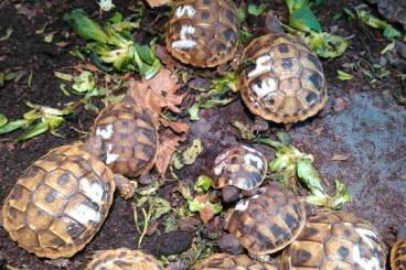 Landschildkröten kaufen und verkaufen Foto: Griechische Landschildkröten; Testudo h. boettgeri