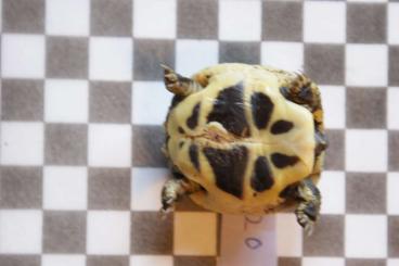 Tortoises kaufen und verkaufen Photo: Testudo h. boettgerie, Griech. Landschildkröten NZ 2023