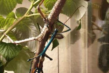 Insekten kaufen und verkaufen Foto: Achrioptera manga, diverse Nymphenstadien und adulte Tiere vorhanden Insekten kaufen und verkaufen Foto: Achrioptera manga, diverse Nymphenstadien und adulte Tiere vorhanden