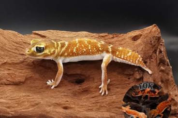 Geckos kaufen und verkaufen Photo: 1.1 Nephrurus Levis Levis (cheap see description) Geckos kaufen und verkaufen Photo: 1.1 Nephrurus Levis Levis (cheap see description)