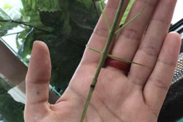 Insekten kaufen und verkaufen Foto: Grüne Vietnam Stabschrecken ramulus artemis Eier Jungtiere