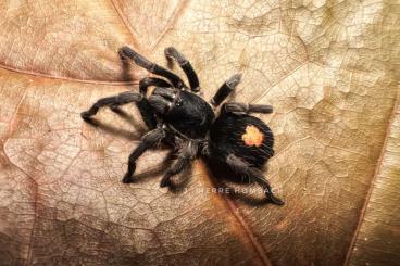 Spiders and Scorpions kaufen und verkaufen Photo: CYRIOCOSMUS SP. ORONEGRO - Zwergvogelspinne