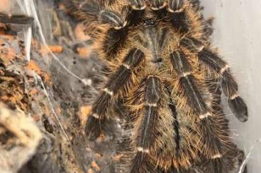 Spinnen und Skorpione kaufen und verkaufen Foto: Ornithoctoninae sp. Phan Cay - 1.5 (1 Male - 5 Females) 