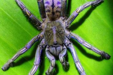 Spinnen und Skorpione kaufen und verkaufen Foto: Vogelspinnen: Xenesthis, Cyriocosmus, Pamphobeteus, Theraphosa…