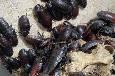 Futtertiere kaufen und verkaufen Foto: Zischende Kakerlaken (Gromphadorhina portentosa)