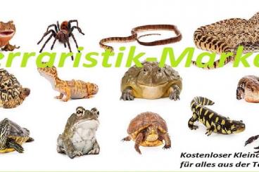 Echsen  kaufen und verkaufen Foto: www.Terraristik-Market.com