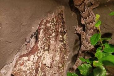 Geckos kaufen und verkaufen Photo: Gekko siamensis Nachzuchten