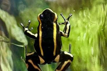 Poison dart frogs kaufen und verkaufen Photo: Dendrobates truncatus Pfeilgiftfrösche