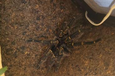 - bird spiders kaufen und verkaufen Photo: Grammostola pulchripes adult männlich 