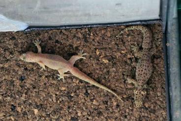 Geckos kaufen und verkaufen Photo: Gehyra mutilata - Gewöhnlicher Vierkrallengecko