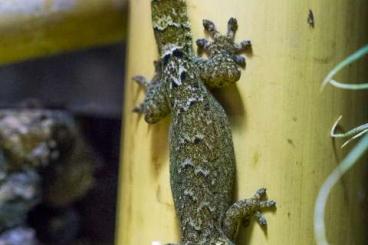 Geckos kaufen und verkaufen Foto: Lepidodactylus lugubris - Jungferngecko