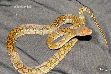 Pythons kaufen und verkaufen Foto: Retic reticulated pythons NK2024 various morphs