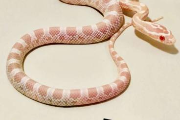 Nattern ungiftige  kaufen und verkaufen Foto: Pantherophis guttatus Palmetto 2022