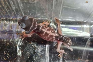 Geckos kaufen und verkaufen Foto: Nephrurus levis levis cb 2022 