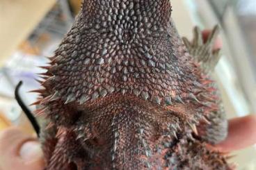 Bartagamen kaufen und verkaufen Photo: Bearded Dragon female adult DARK RED RED MONSTER Pogona vitticeps Bartagamen kaufen und verkaufen Photo: Bearded Dragon female adult DARK RED RED MONSTER Pogona vitticeps
