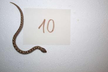 Schlangen kaufen und verkaufen Foto: Heterodon nasicus Nachzuchten 05/2022