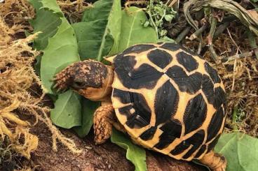Landschildkröten kaufen und verkaufen Foto: Sternschildkröten zu verkaufen Landschildkröten kaufen und verkaufen Foto: Sternschildkröten zu verkaufen