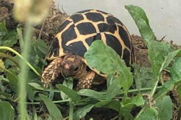 Landschildkröten kaufen und verkaufen Foto: Sternschildkröten zu verkaufen