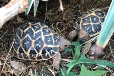 Landschildkröten kaufen und verkaufen Foto: Sternschildkröten NZ 2021 abzugeben   ( Geochelone elegans )